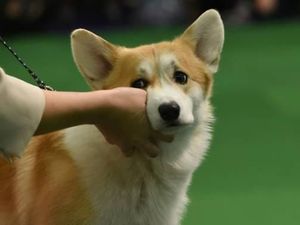 Kesetiaan Anjing Tunggu Keluarga Korban Tewas Jeju Air Kesetiaan Anjing Tunggu Keluarga Korban Tewas Jeju Air