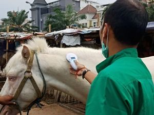Pemprov DKI Tanam Mikrocip di Kuda di Jakarta