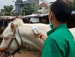 Pemprov DKI Tanam Mikrocip di Kuda di Jakarta