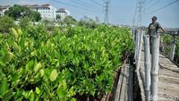 Melihat Pembibitan Mangrove di Muara Angke