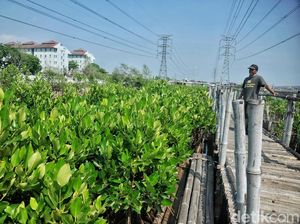 Melihat Pembibitan Mangrove di Muara Angke