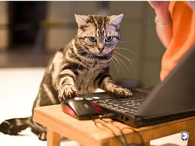 Kocak, Perubahan Tingkah Kucing Gara-gara Teknologi