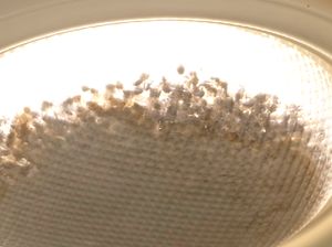 Foto: Hiii... 1 Juta Lebah Tinggal 3 Tahun di Rumah Lansia AS