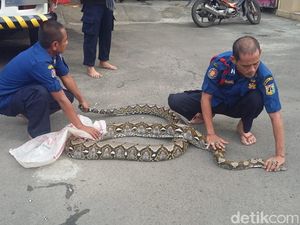 Piton 7 Meter di Jantung Kota Jakarta