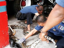 Piton 7 Meter di Rusun Kebon Kacang Muncul dari Got