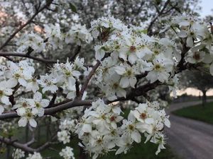 Akibat Cuaca Panas, Pepohonan di Sydney Berbunga di Musim Gugur Akibat Cuaca Panas, Pepohonan di Sydney Berbunga di Musim Gugur