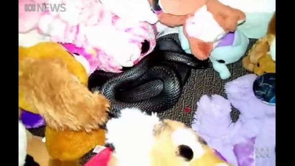 Detik-detik Ngeri Ular Berbisa Melata di Antara Mainan Anak