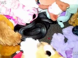 Detik-detik Ngeri Ular Berbisa Melata di Antara Mainan Anak