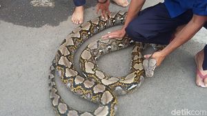 Melihat Aksi Petugas Damkar Jinakkan Piton 7 Meter