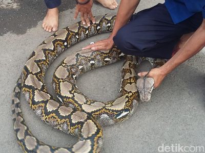Melihat Aksi Petugas Damkar Jinakkan Piton 7 Meter