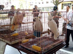 Kakaktua Selundupan Dijual Rp 20 Juta/Ekor di Luar Negeri