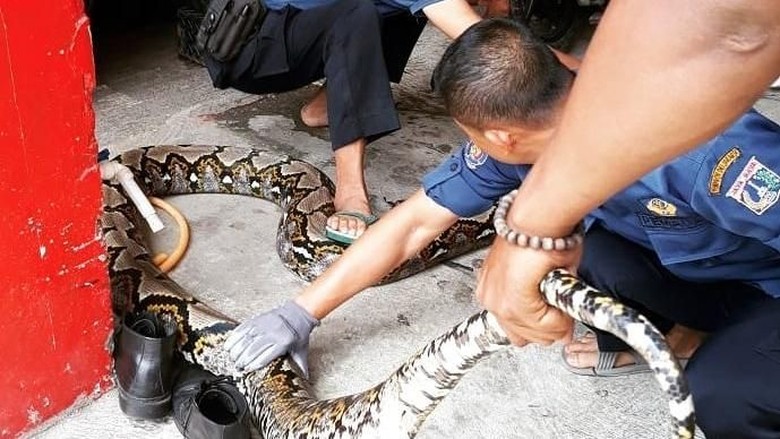 Damkar Tangkap Piton 7 Meter dari Rusun Kebon Kacang