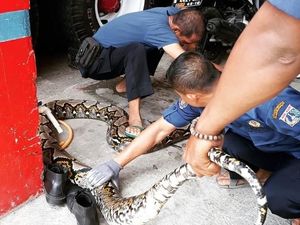 Damkar Tangkap Piton 7 Meter dari Rusun Kebon Kacang