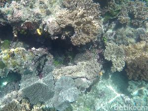 Foto Terbaru Indahnya Bawah Laut Raja Ampat