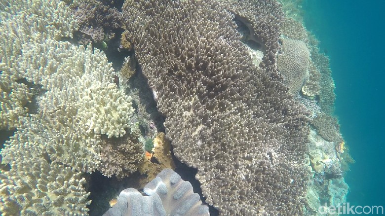 Alam bawah laut Raja Ampat (Shinta/detikTravel) Alam bawah laut Raja Ampat (Shinta/detikTravel)