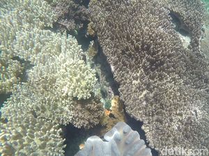 Sri Mulyani Mau Bikin Asuransi Terumbu Karang