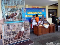 Jual Elang dan Kakak Tua, Pria Ini Ditangkap Polisi di Yogya