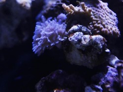 Terpapar Racun Koral dari Akuarium, Sekeluarga Masuk Rumah Sakit