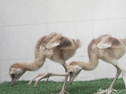 Taman Safari Berhasil Tetaskan Sepasang Jenjang Mahkota Hitam