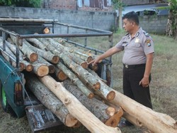 Curi Kayu di Tanah Bengkok, Kepala Dusun di Bondowoso Dipolisikan