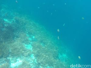 Suhu Lautan Cetak Rekor Tertinggi, Dampaknya Bikin Ngeri