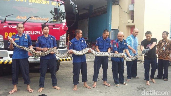 Kualitas Kali di DKI Membaik Jadi Penyebab Banyak Ular Bermunculan