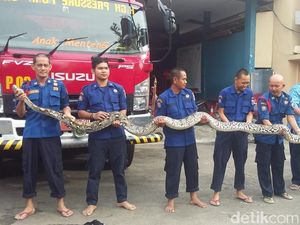 Kualitas Kali di DKI Membaik Jadi Penyebab Banyak Ular Bermunculan