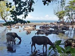 Santai Dululah di Pantai... Kayak Kerbau-kerbau Ini