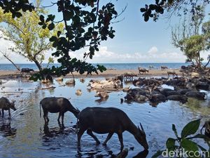 Pantai Ini Isinya Bukan Bule Berbikini, Tapi...