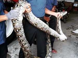 Penampakan Piton 7 Meter yang Ditangkap di Rusun Kebon Kacang