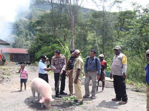 Ritual Bakar Batu di Tengah Kampung yang Diduduki KKB Papua