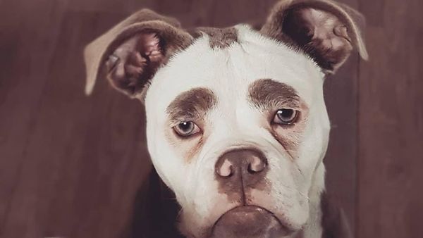 Foto: Kenalkan Ini Madame Eyebrows, Si Anjing yang Bermuka Sedih