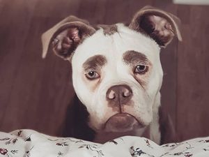 Foto: Kenalkan Ini Madame Eyebrows, Si Anjing yang Bermuka Sedih