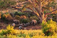 Taman Nasional Kruger / Foto: Shutterstock
