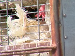 3.000 Bangkai Ayam Ditinggalkan Begitu Saja di Truk di AS