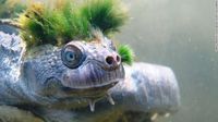 Foto: Punk Banget! Ini Kura-kura Unik dari Australia