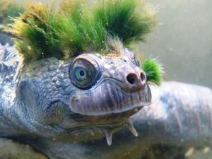 Hewan Unik! Bergaya Punk dan Bernafas lewat Kelaminnya Hewan Unik! Bergaya Punk dan Bernafas lewat Kelaminnya