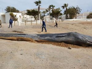 Telan 29 Kg Sampah, Paus Sperma Ditemukan Mati di Spanyol