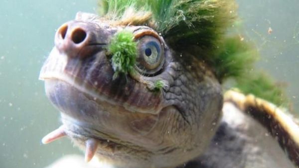 Penampakan Kura-kura Berambut Mohawk