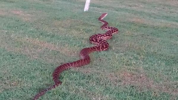 Penampakan Piton 4 Meter di Jalur Latihan Berkuda di Australia