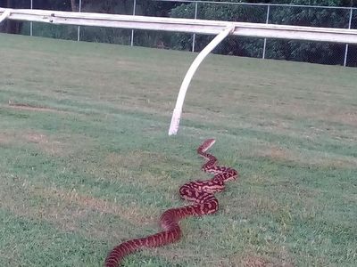 Penampakan Piton 4 Meter di Jalur Latihan Berkuda di Australia