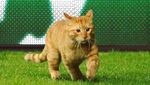 Meme-meme Kocak Undian Semifinal Liga Champions