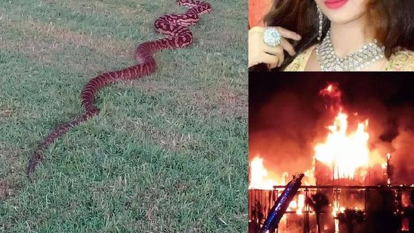 Riuh Dunia dalam Gambar: 3.000 Bangkai Ayam, Robot Gundam 7,3 Ton