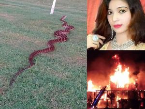 Riuh Dunia dalam Gambar: 3.000 Bangkai Ayam, Robot Gundam 7,3 Ton