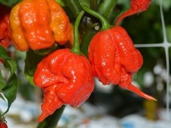 Makan Cabai Terpedas di Dunia, Pria AS Alami Sakit Kepala Luar Biasa