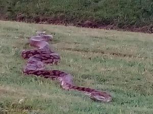 Ular Piton 4 Meter Muncul di Jalur Latihan Berkuda di Australia