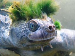 Kura-kura Ajaib Australia, Rambutnya Punk, Nafasnya dari Pantat