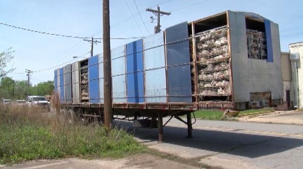 Foto: 3.000 Bangkai Ayam yang Ditinggalkan Begitu Saja di Truk