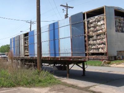 Foto: 3.000 Bangkai Ayam yang Ditinggalkan Begitu Saja di Truk