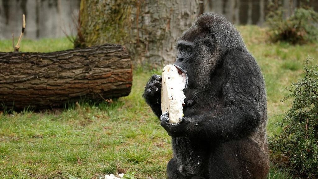 Tingkah Lucu Gorila yang Lahap Makan Kue Ulang Tahun Tingkah Lucu Gorila yang Lahap Makan Kue Ulang Tahun